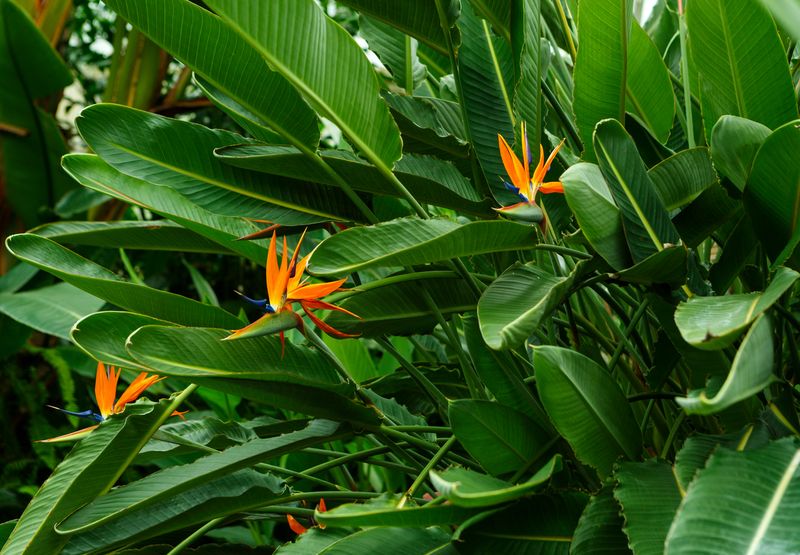 Blooming Bird of Paradise Plant (Strelitzia reginae) Foto: Getty Images/iStockphoto/LindasPhotography