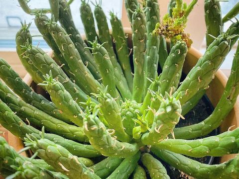 Tanaman sukulen medusa cactus.