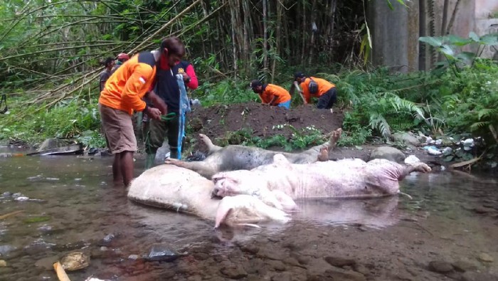 Tiga bangkai babi jumbo yang ditemukan di Sungai Tibayan, Klaten, Selasa (29/12/2020).