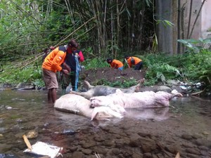 Teka-teki Pembuang 3 Bangkai Babi Jumbo di Sungai Lereng Merapi Klaten