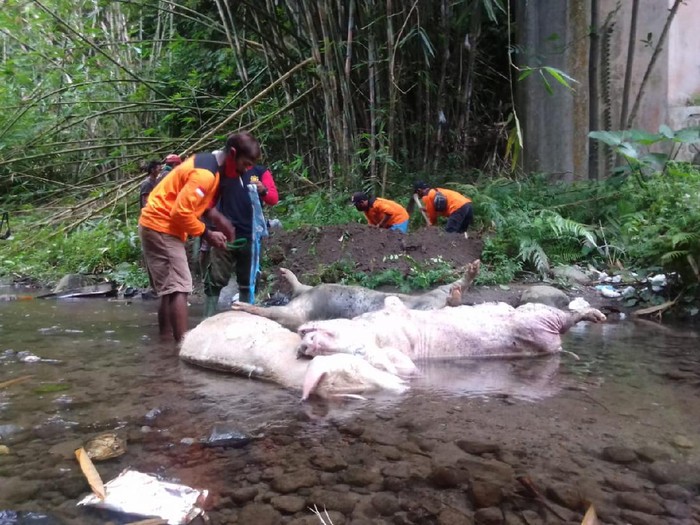 Tiga bangkai babi jumbo yang ditemukan di Sungai Tibayan, Klaten, Selasa (29/12/2020).