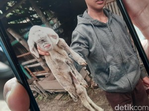 Kagetnya Mbok Darmo Anak Dombanya Bermata 1 dan Berlidah Bengkok