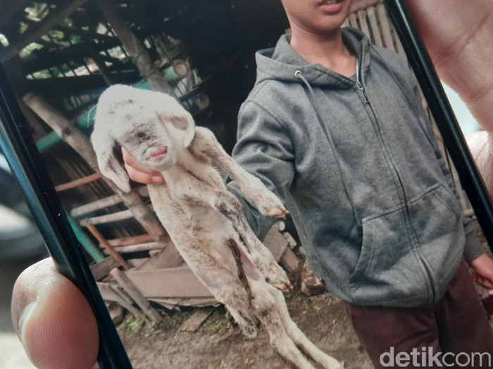 Anak kambing bermata satu di Sleman, Rabu (30/12/2020).