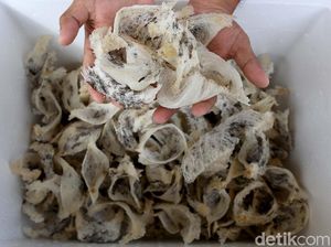 Harga Sarang Burung Walet RI Anjlok & Ekspor Tersendat, Ini Biang Keroknya