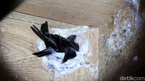 Budidaya sarang burung walet memang sangat menggiurkan dan menjanjikan untung segunung. Itulah yang dirasakan oleh Marsel pengusaha yang baru saja merintis usaha tersebut. Gimana kisahnya?