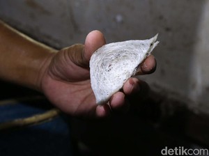 Potensi Sarang Burung Walet RI Ratusan Triliun, 90% Ekspor ke China