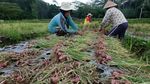 Jelang Tahun Baru, Harga Bawang Merah Anjlok