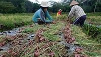 Petani memanen bawang merah Nganjuk di persawahan desa Giyono, Jumo, Temanggung, Jawa Tengah, Selasa (29/12/2020).