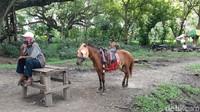 Kamu juga bisa naik dokar atau kuda poni untuk berkeliling hutan. (Bonauli/detikcom)