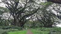 Hutan seluas 9 hektar ini ditumbuhi oleh ratusan pohon trembesi.  (Bonauli/detikcom)