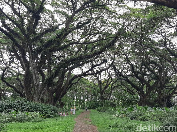 Foto: Asrinya Hutan De Djawatan yang Mirip Negeri Dongeng