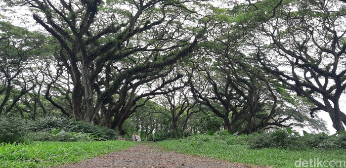 Hutan De Djawatan Banyuwangi