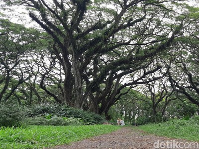 Hutan De Djawatan, Tempat Hijau Instagrammable Kebanggaan Banyuwangi