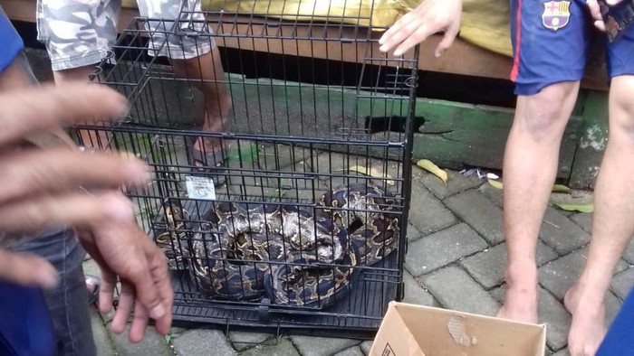 Induk 17 ekor anak ular piton yang sempat muncul di rumah warga di Makassar diamankan (dok. Istimewa).