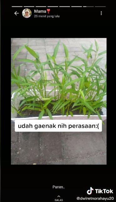 Apes! Tanam Kangkung untuk Praktikum, Malah Dipanen Ibu buat Dimasak