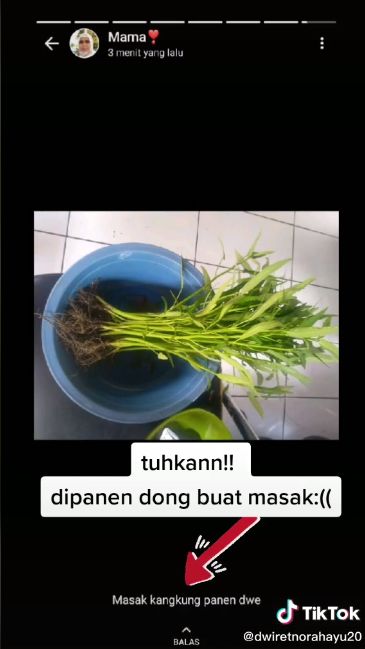 Apes! Tanam Kangkung untuk Praktikum, Malah Dipanen Ibu buat Dimasak
