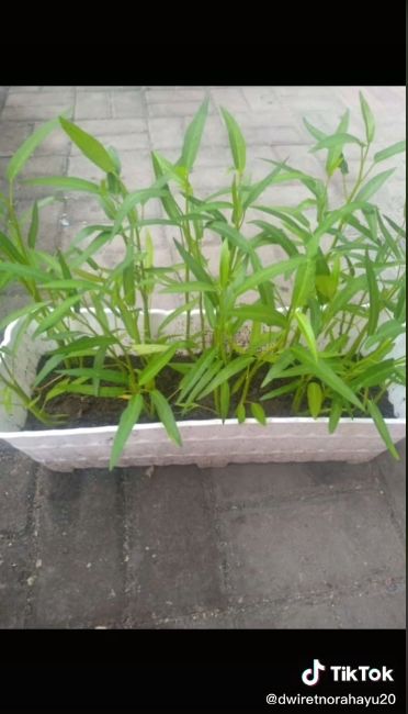 Apes! Tanam Kangkung untuk Praktikum, Malah Dipanen Ibu buat Dimasak