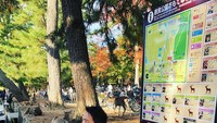 Seperti pada momen ini, pria yang ramai disebut sebagai pemeran video panas bersama Gisella Anastasia ini berpose di Nara Park sambil makan es krim. Kehadiran rusa di belakangnya pun bikin salah fokus. Foto: Instagram @yukinobu_de_fretes