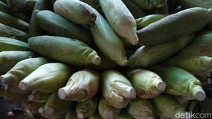 Pandemi COVID-19 Berdampak ke Pedagang Jagung