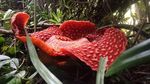 Mengenal Rafflesia, Bunga Langka di Agam Sumbar