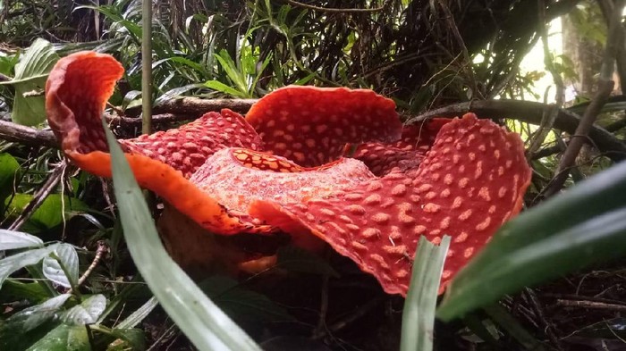 Rafflesia Arnoldi
