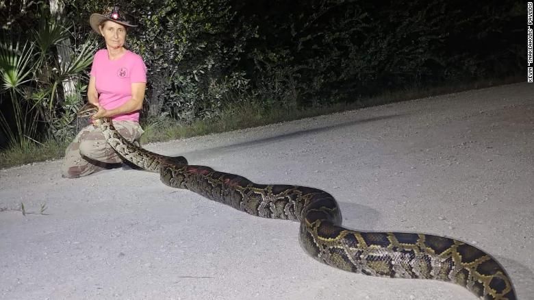 Ular piton di Florida AS
