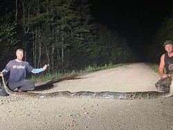 Piton Jumbo dari Asia Tenggara yang Jadi Mimpi Buruk di Florida