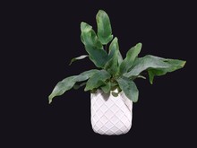 Soal Tanaman Hias Blue Star Fern yang Diprediksi Akan Tren di 2021