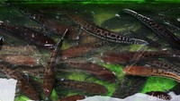 Sementara, ikan Toman ini merupakan ikan asli khas sungai kapuas dari hasil budidaya di rambak sekitar kawasan Danau Sentarum. Biasanya ikan ini digunakan sebagai bahan dasar pembuatan kerupuk basah, makanan khas Kapuas Hulu.
