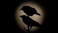 Siluet burung gagak di depan cahaya bulan saat mereka bertengger di pohon di Kansas City, Missouri. AP Photo/Charlie Riedel.
