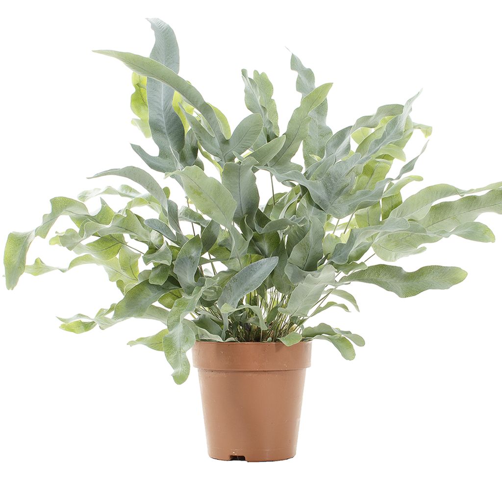 Blue star fern. (Dok: Istimewa) Blue star fern. (Dok: Istimewa)