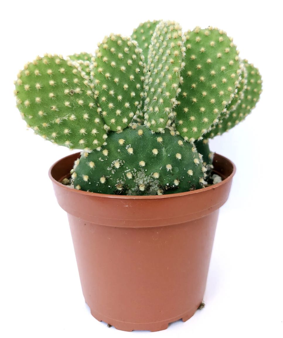 Bunny ear cactus. (Dok: Istimewa) Bunny ear cactus. (Dok: Istimewa)