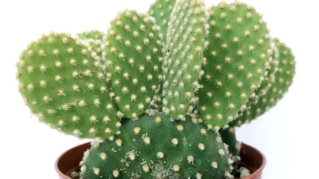 Bunny ear cactus. (Dok: Istimewa)