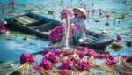 Foto Menakjubkan Saat Petani Memanen Bunga Teratai