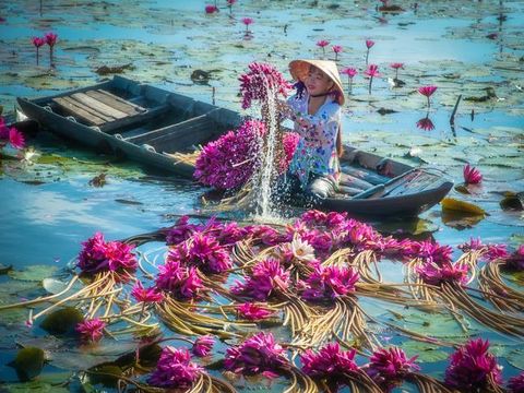 Pada saat hari panen bunga teratai di Delta Mekong, Vietnam tiba, para petani disibukan oleh kegiatan panen-memanen tanaman air yang disebut juga water lily ini.