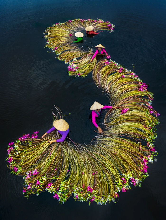 Foto Menakjubkan Para Petani Memanen Bunga Teratai Pada saat hari panen bunga teratai di Delta Mekong, Vietnam tiba, para petani disibukan oleh kegiatan panen-memanen tanaman air yang disebut juga water lily ini.