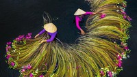 Pada saat hari panen bunga teratai di Delta Mekong, Vietnam tiba, para petani disibukan oleh kegiatan panen-memanen tanaman air yang disebut juga water lily ini. Istimewa/dok. Bored Panda/Trung Huy Pham.