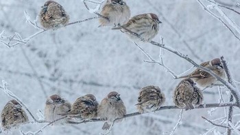 Sebagian besar Rusia beriklim kontinental, dengan musim dingin yang panjang dan musim panas yang singkat. Namun, karena negara ini sangat besar, ada berbagai suhu musim panas dan musim dingin.  Foto: Boredpanda