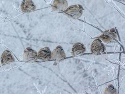 Bbrrr! Suhu Dingin Rusia Capai Minus 50 Derajat, Begini Potret Bekunya