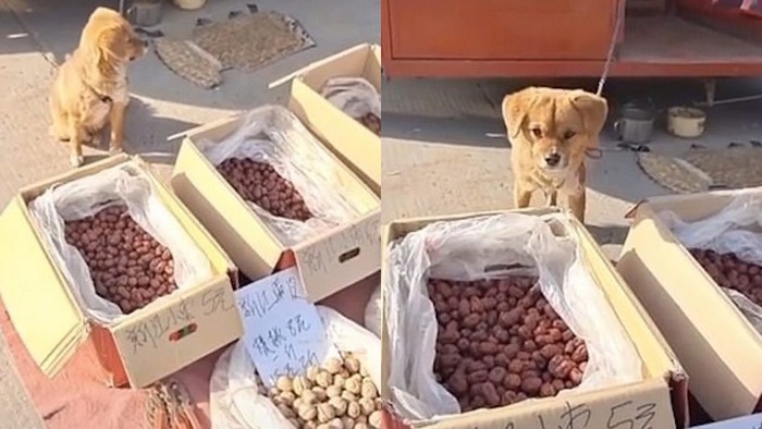 Gemas! Anjing Imut Ini Sibuk Jualan Sayur di Pinggir Jalan
