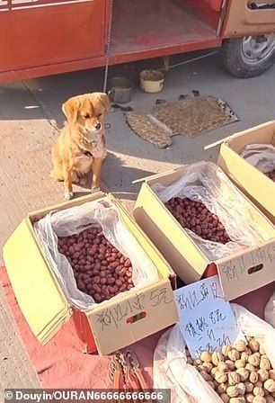 Gemas! Anjing Imut Ini Sibuk Jualan Sayur di Pinggir Jalan