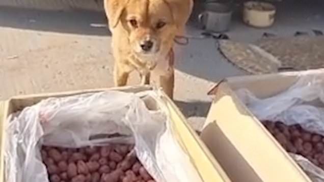 Gemas! Anjing Imut Ini Sibuk Jualan Sayur di Pinggir Jalan