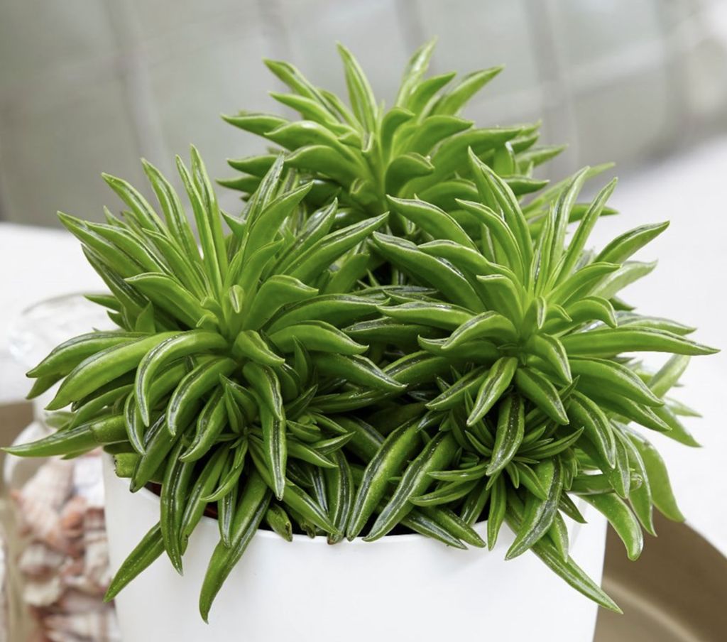 Happy Bean Plant. (Dok: Istimewa) Happy Bean Plant. (Dok: Istimewa)