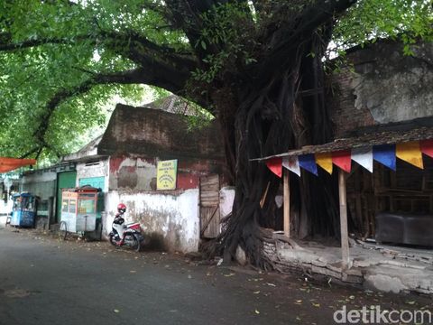 Jalan dan Pohon Beringin Angker di Cirebon