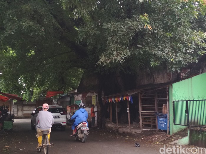 Jalan dan Pohon Beringin Angker di Cirebon