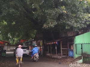 Pohon Beringin: Manfaat, Habitat, dan Filosofinya dalam Kebudayaan Jawa