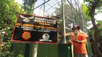 Melihat Lebih Dekat Penangkaran Burung Hantu di Indramayu