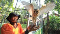 Petani memperlihatkan burung hantu jenis Serak Jawa (Tyto Alba) di penangkaran milik kelompok tani Sejahtera desa Juntinyuat, Indramayu, Jawa Barat, Jumat (1/1/2021).