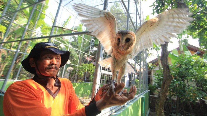 Melihat Lebih Dekat Penangkaran Burung Hantu di Indramayu Melihat Lebih Dekat Penangkaran Burung Hantu di Indramayu