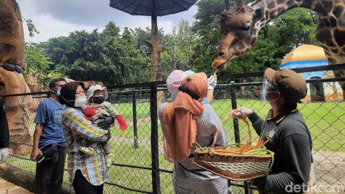 Menteri Sosial (Mensos) Tri Rismaharini mengisi libur tahun baru bersama keluarga di Surabaya. Mereka berwisata di Kebun Binatang Surabaya (KBS).